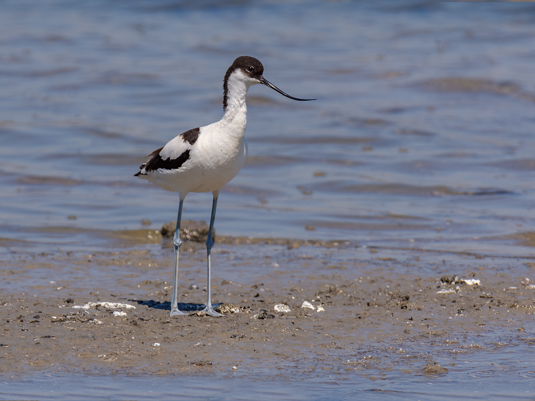 Avocetta