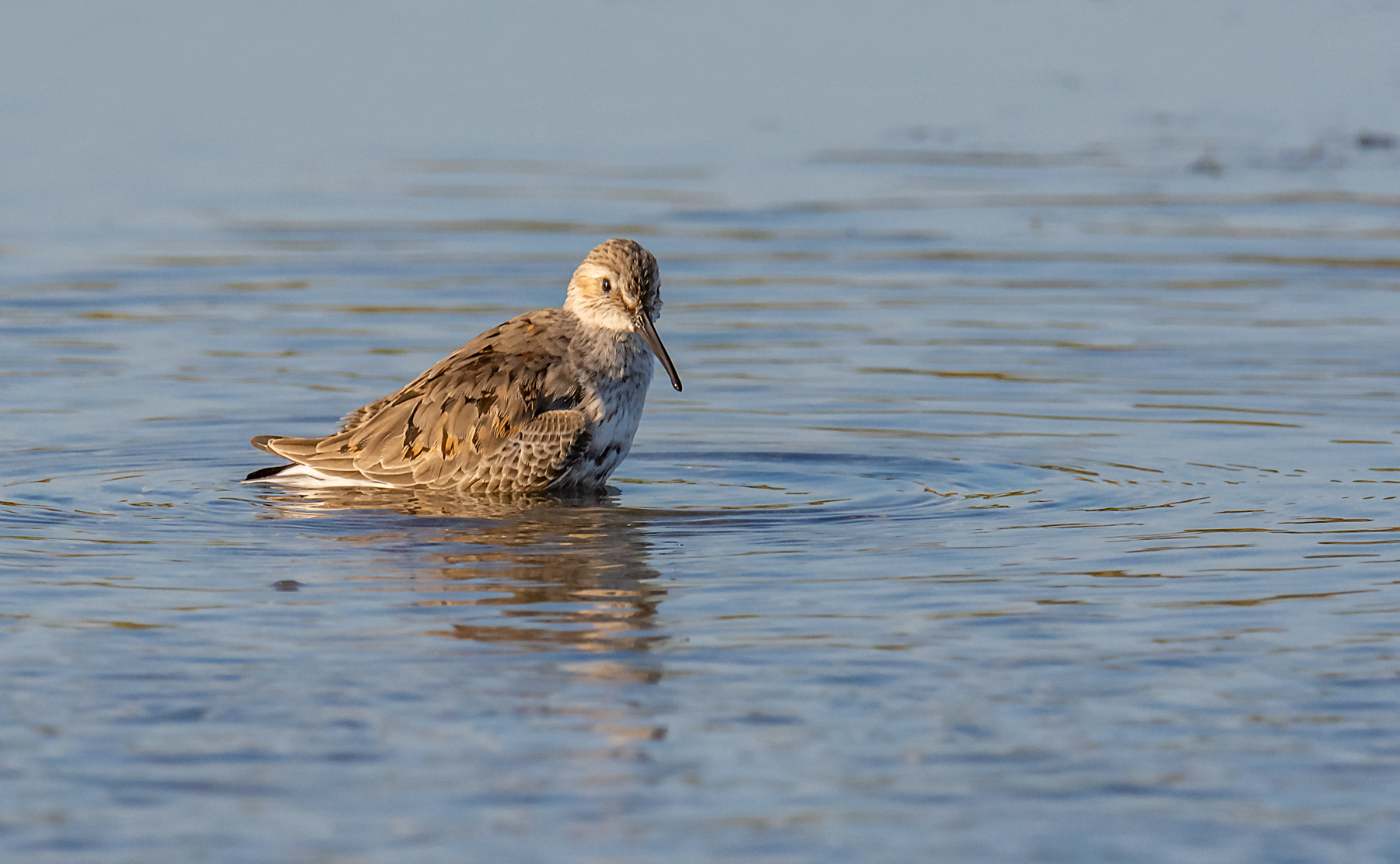 Piovanello pancianera