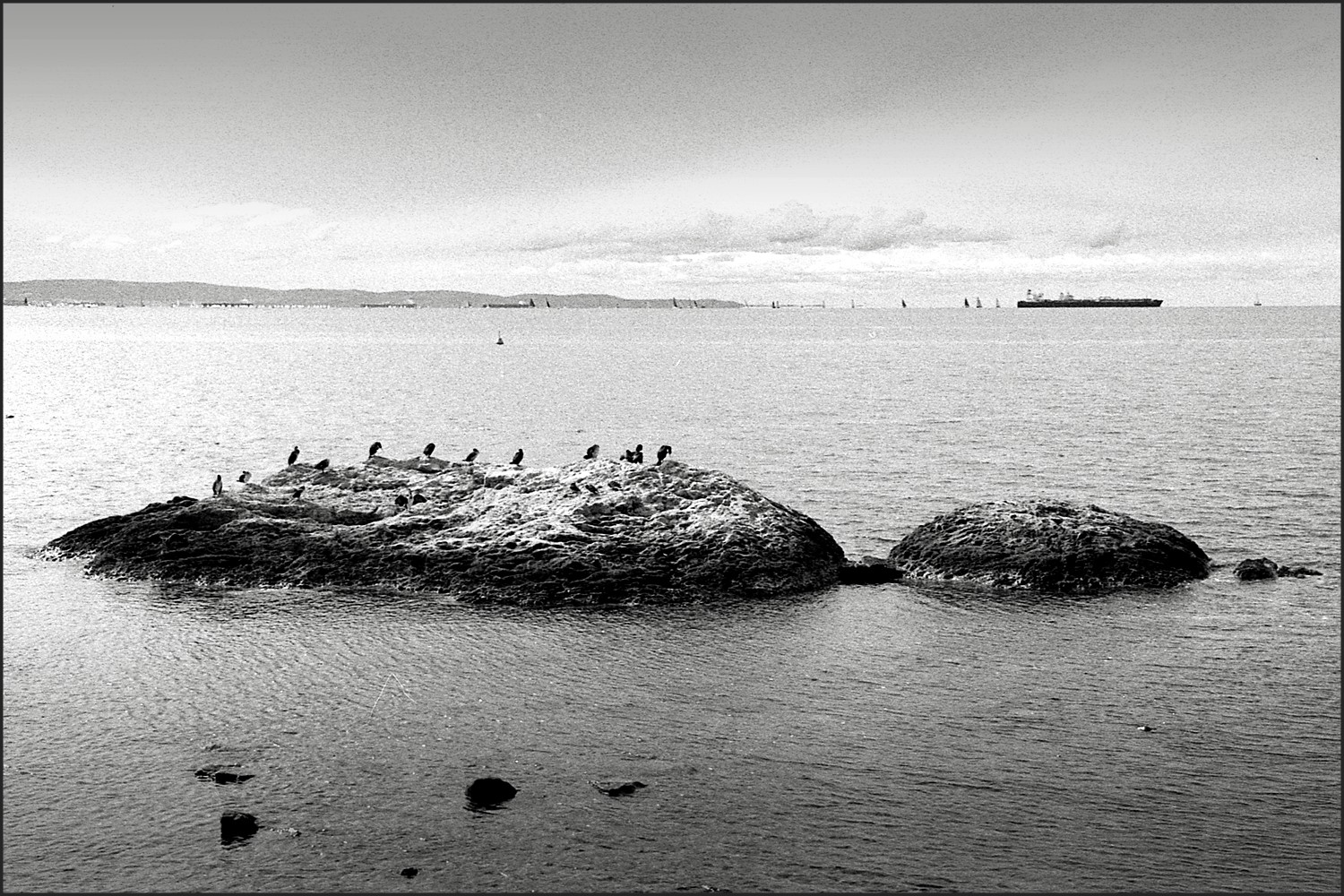 L'isola dei cormorani