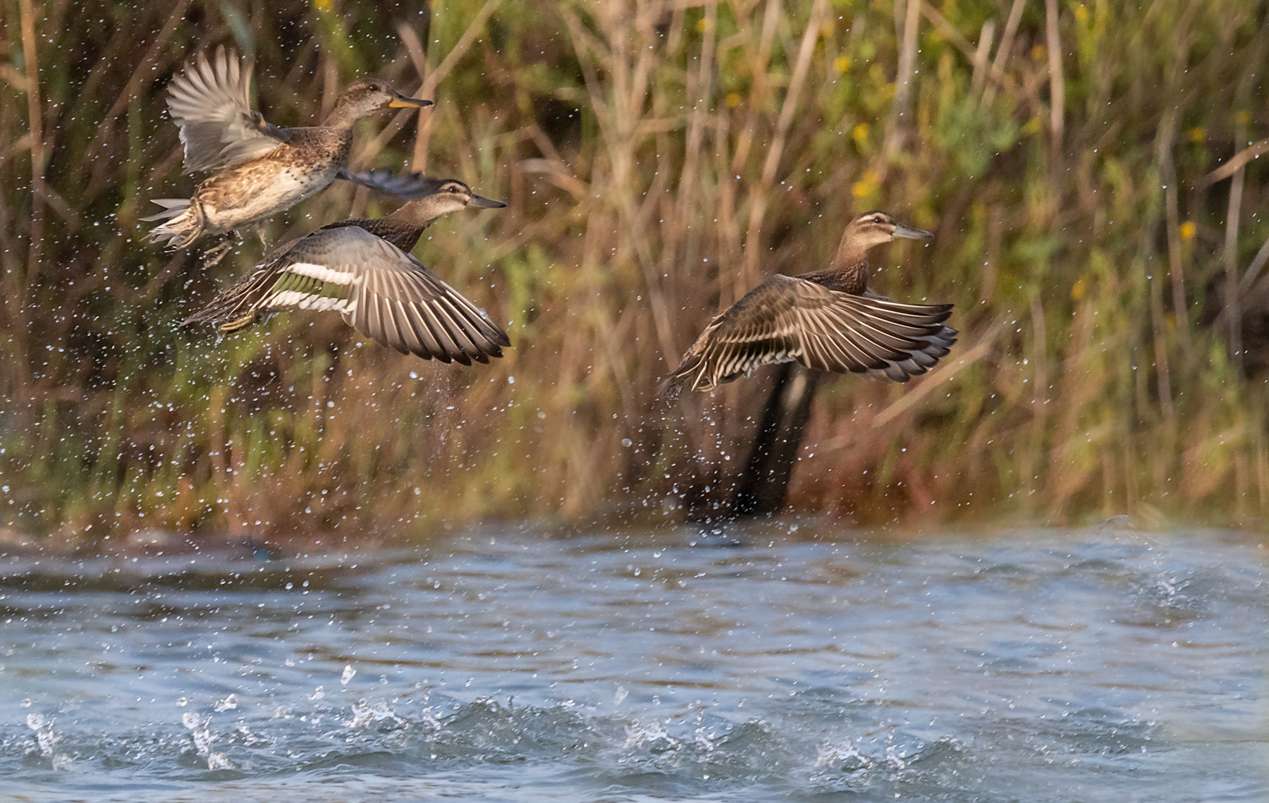 Alzavole e Marzaiole