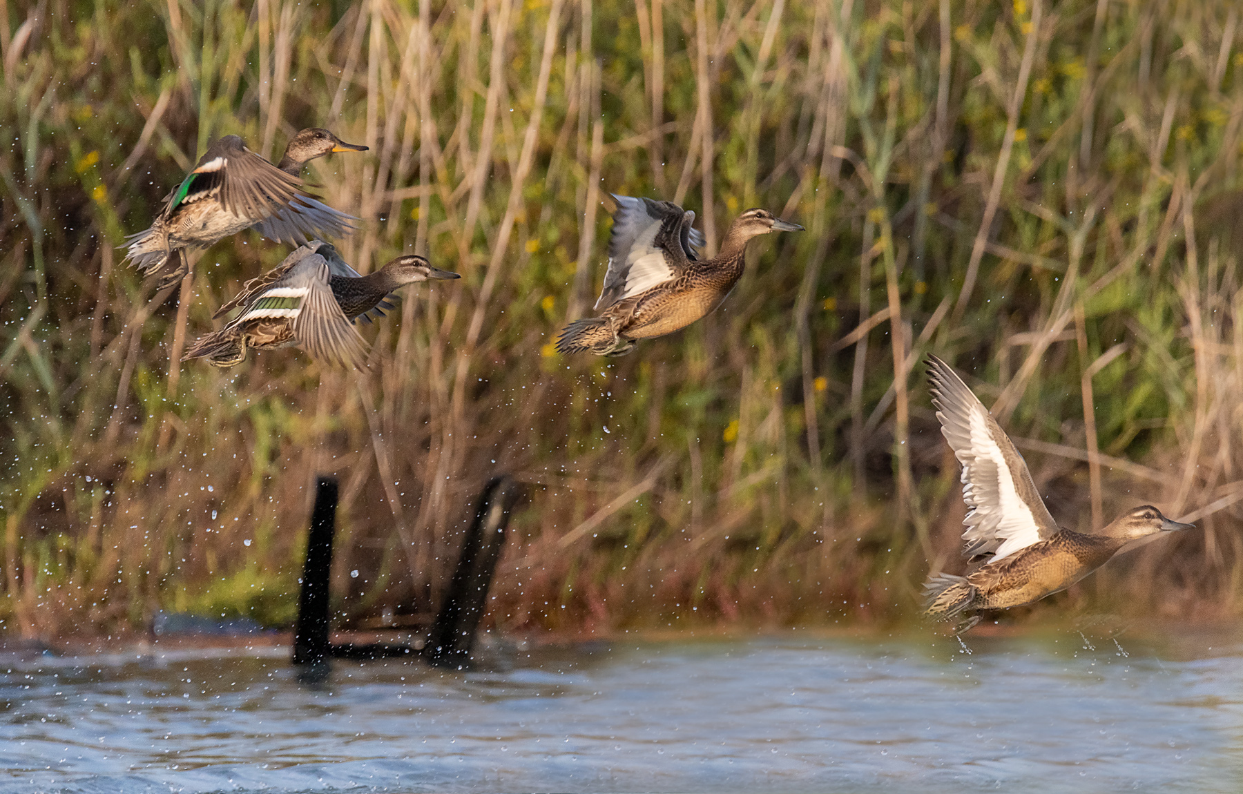 Alzavole e Marzaiole