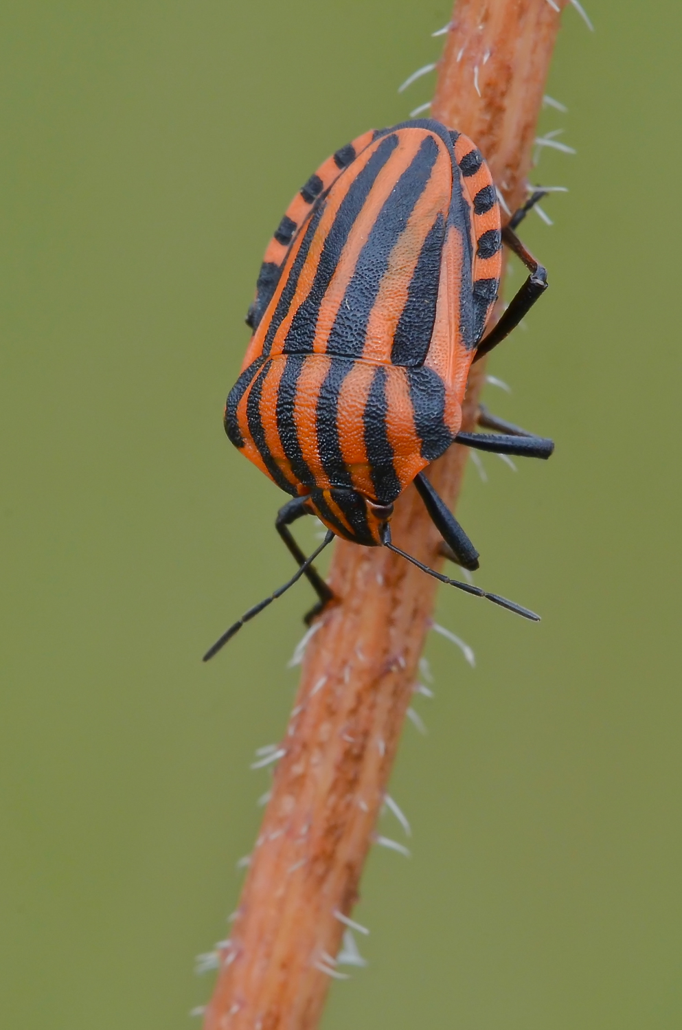 Graphosoma lineatus
