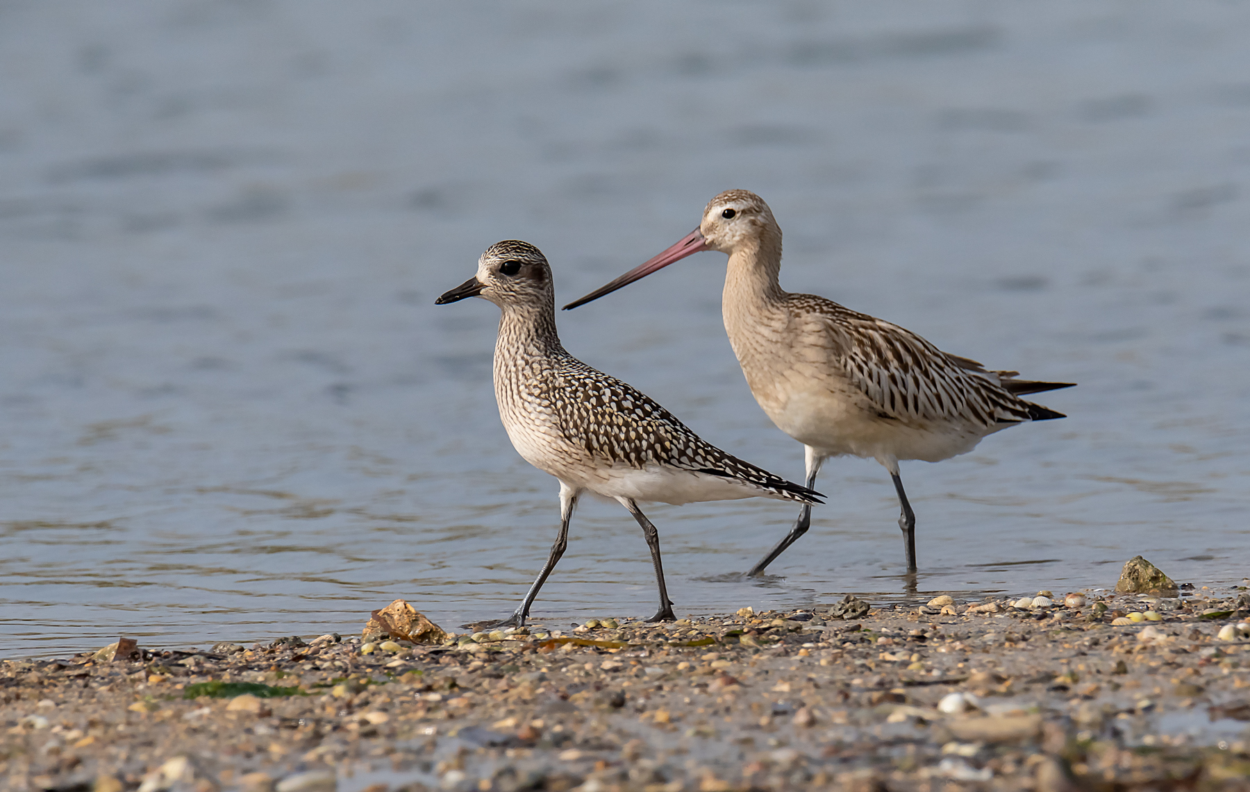 Pittima minore e Pivieressa