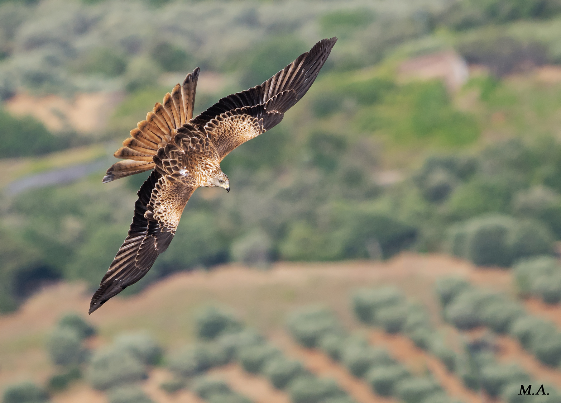 Sorvolando la vallata