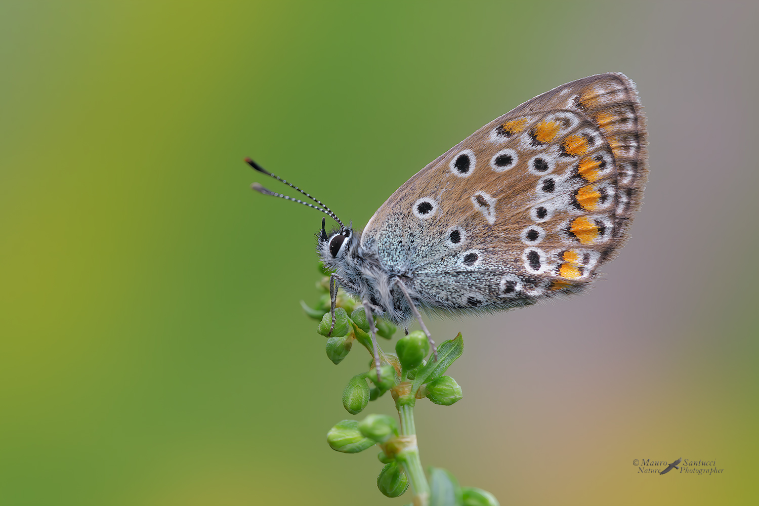 Polyommatus-icarus_DSC0225