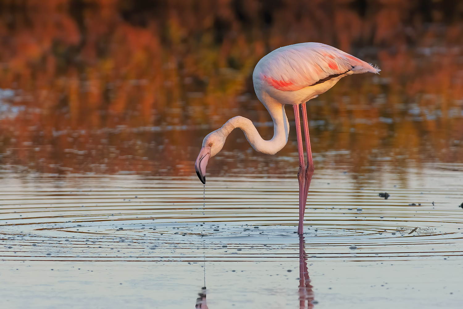 Fenicottero-rosa-all'alba_DSC7927