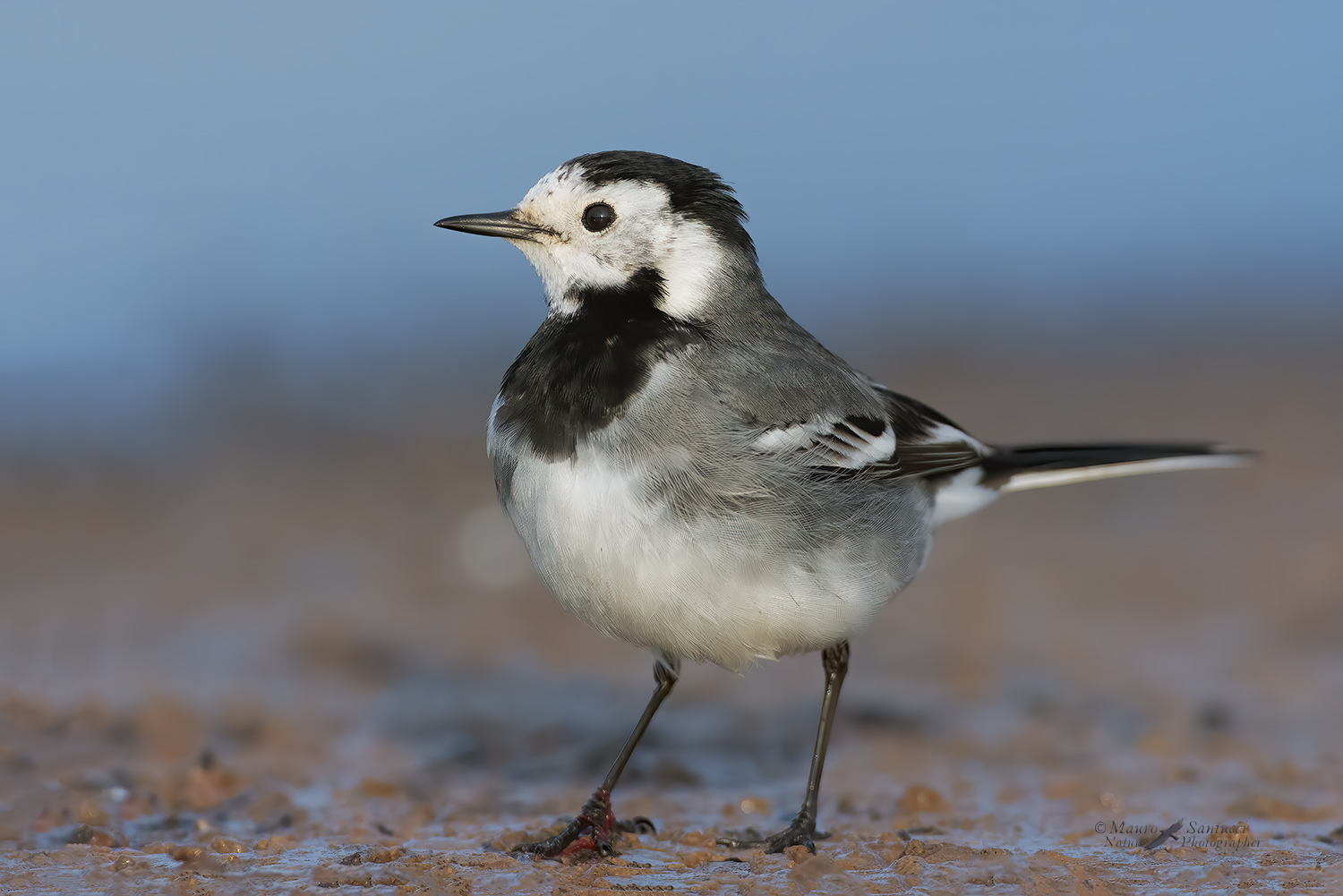 Ballerina-bianca_Motacilla-alba_DSC9956