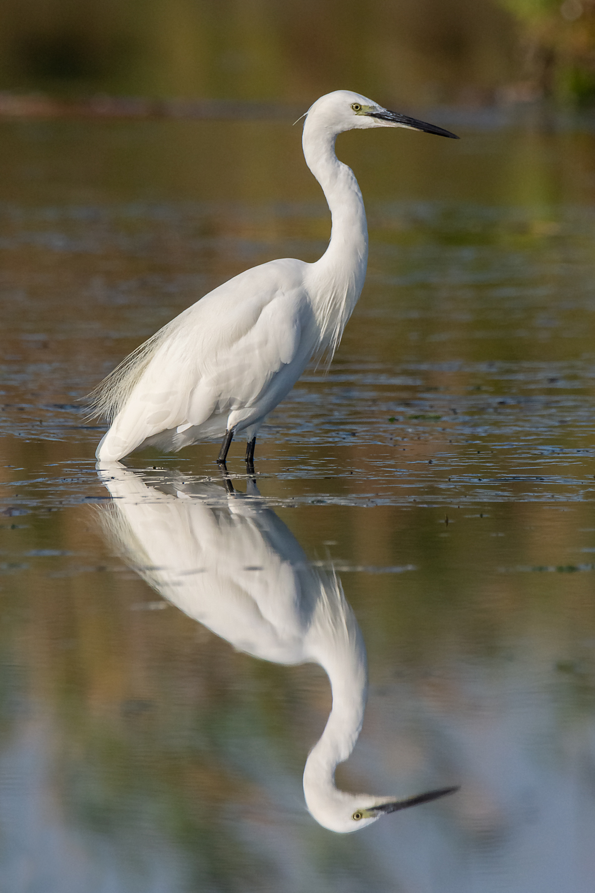 Garzetta alle prime ore dell'alba