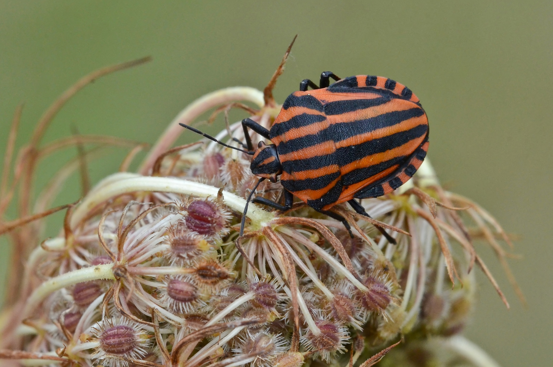 Graphosoma