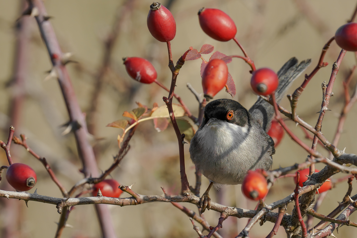 Occhiocotto (Sylvia melanocephala)