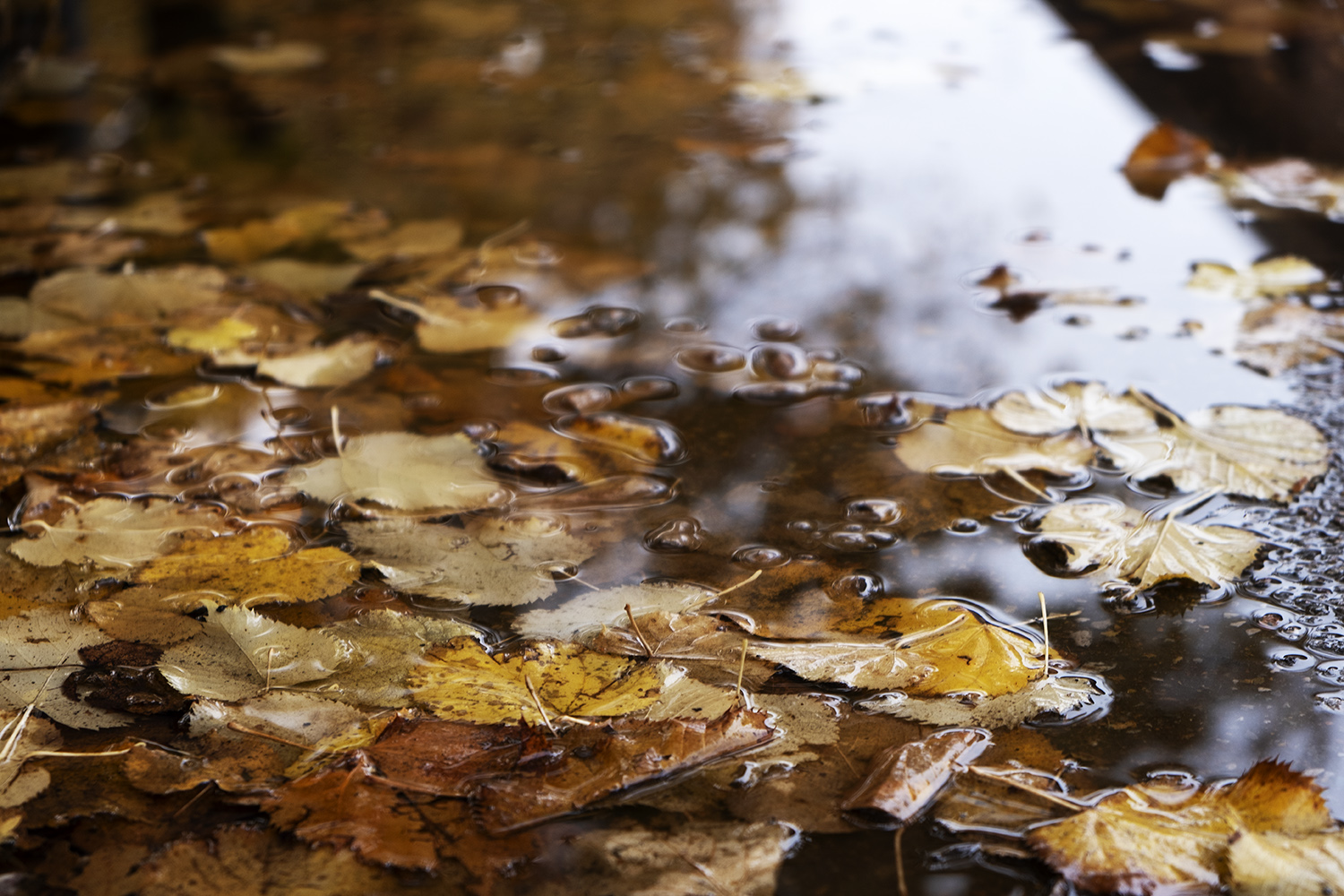 Autunno: pioggia e colori