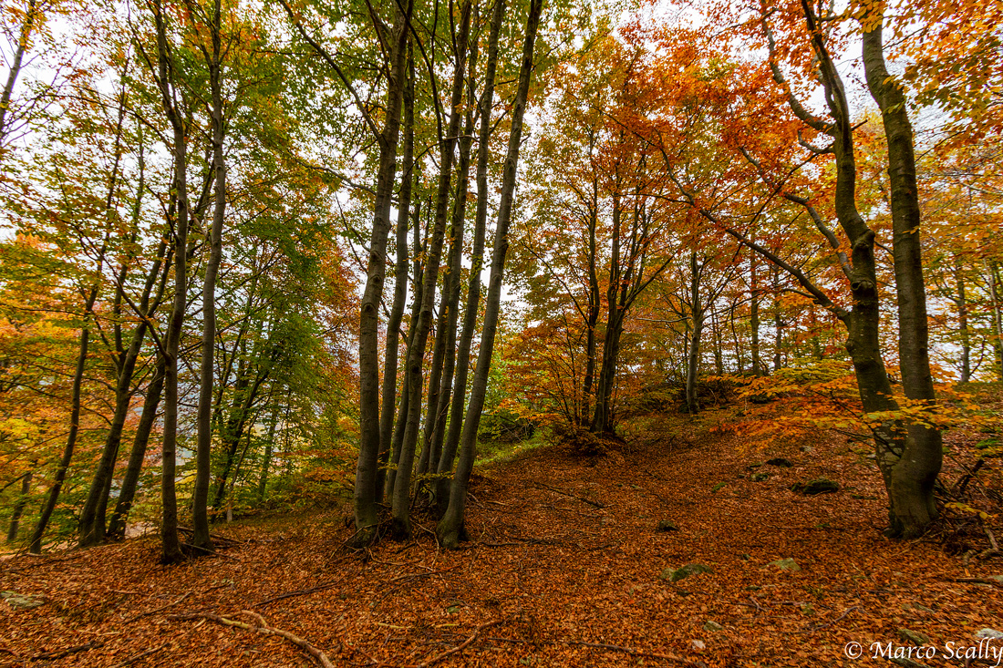 Nel bosco del sorriso