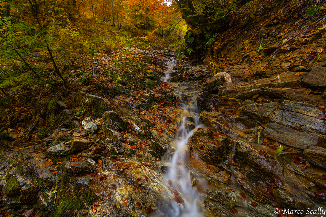 Il ruscello del bosco del sorriso
