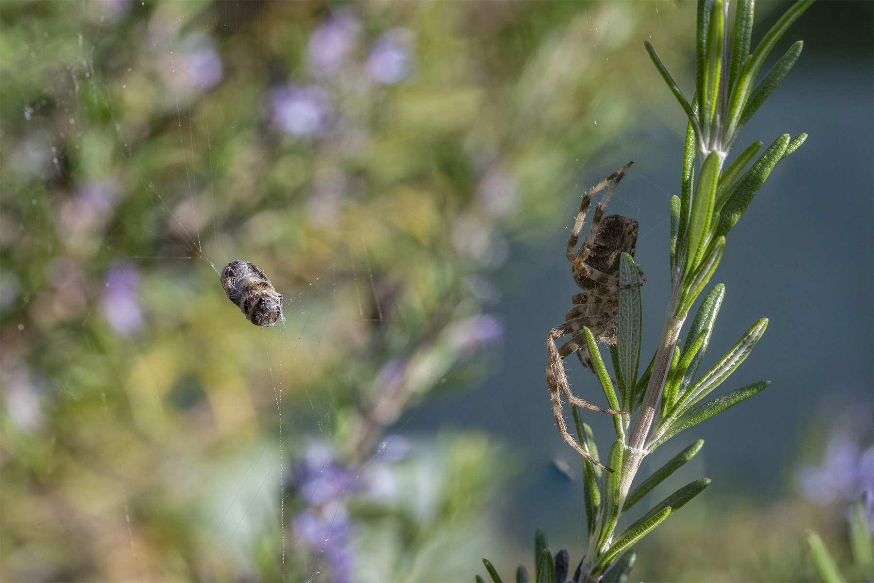 InsectFriends_Oct2020