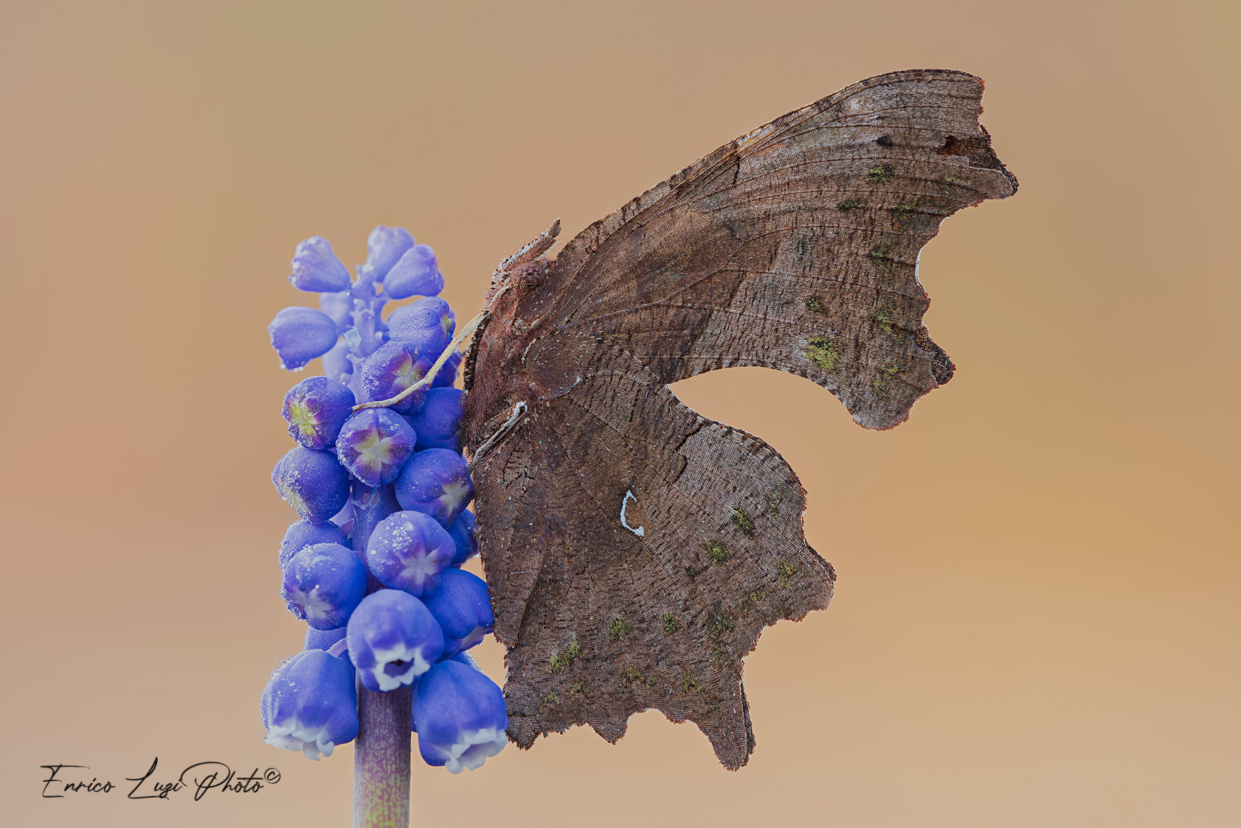 Polygonia c-album (Linneaus 1758)