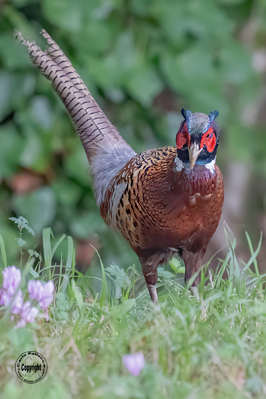 ..un bel Fagiano comune