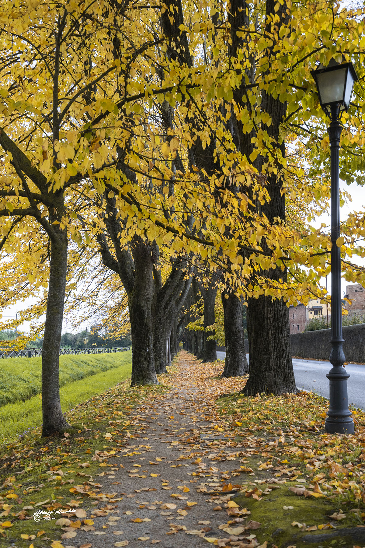 Il piccolo vialetto con il suo Foliage d'autunno..