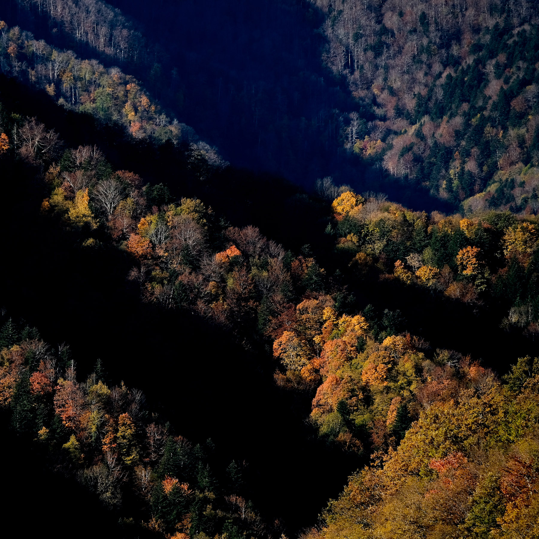 Foresta casentinese _ 2020