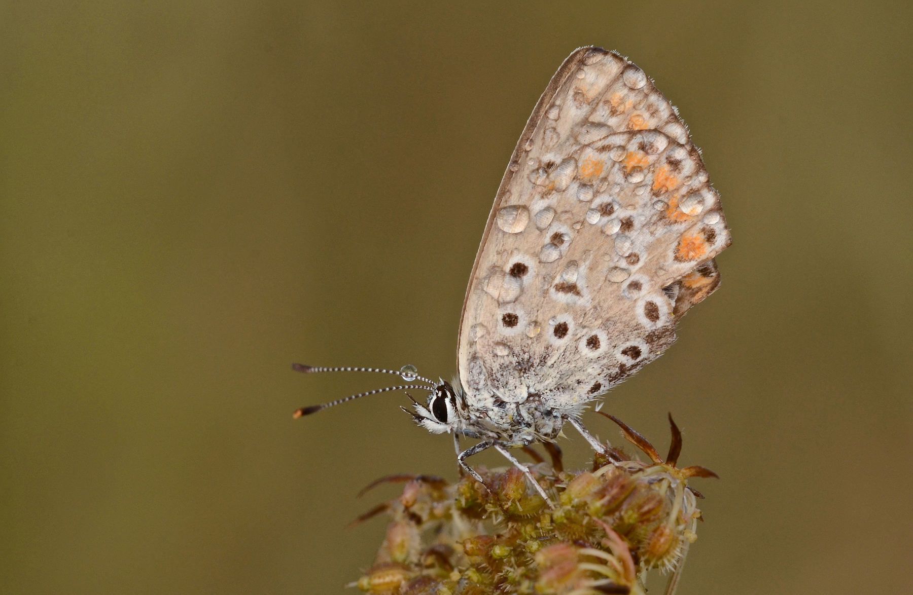 Licenide di fine stagione...