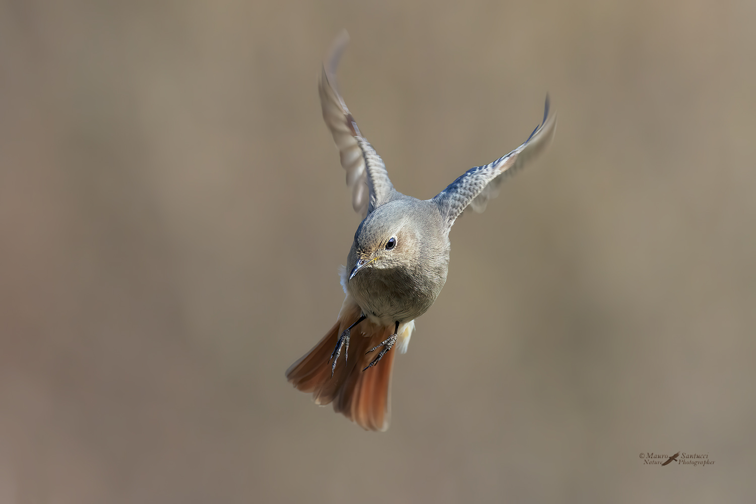Codirosso-spazzacamino-female_DSC4415