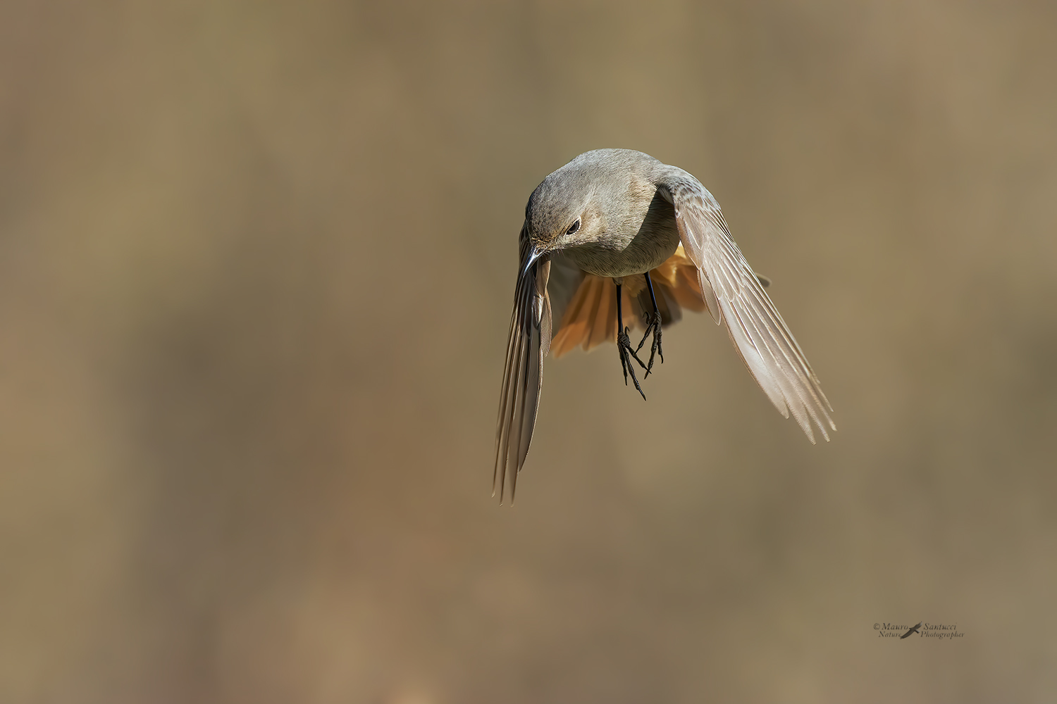 Codirosso-spazzacamino-femmina_DSC4479
