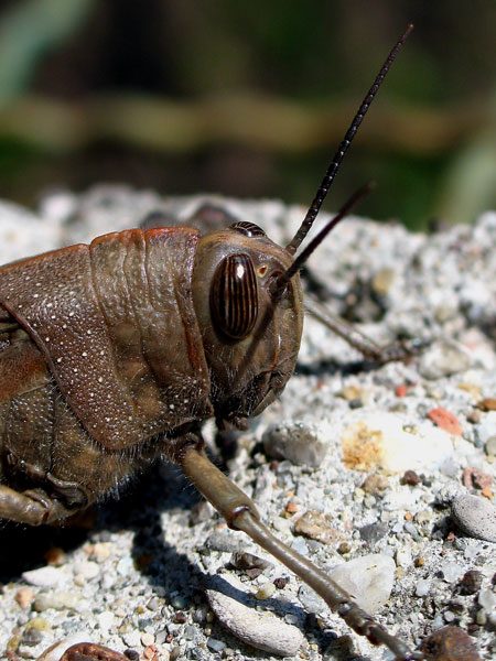 Una bella cavalletta bis