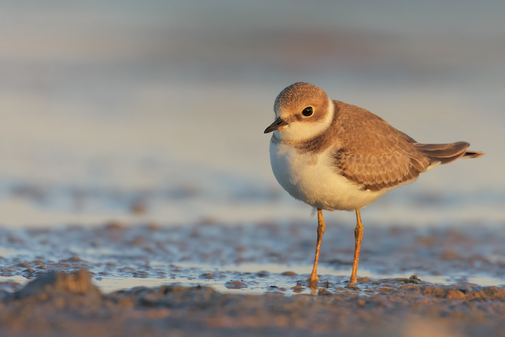 Corriere piccolo juv.