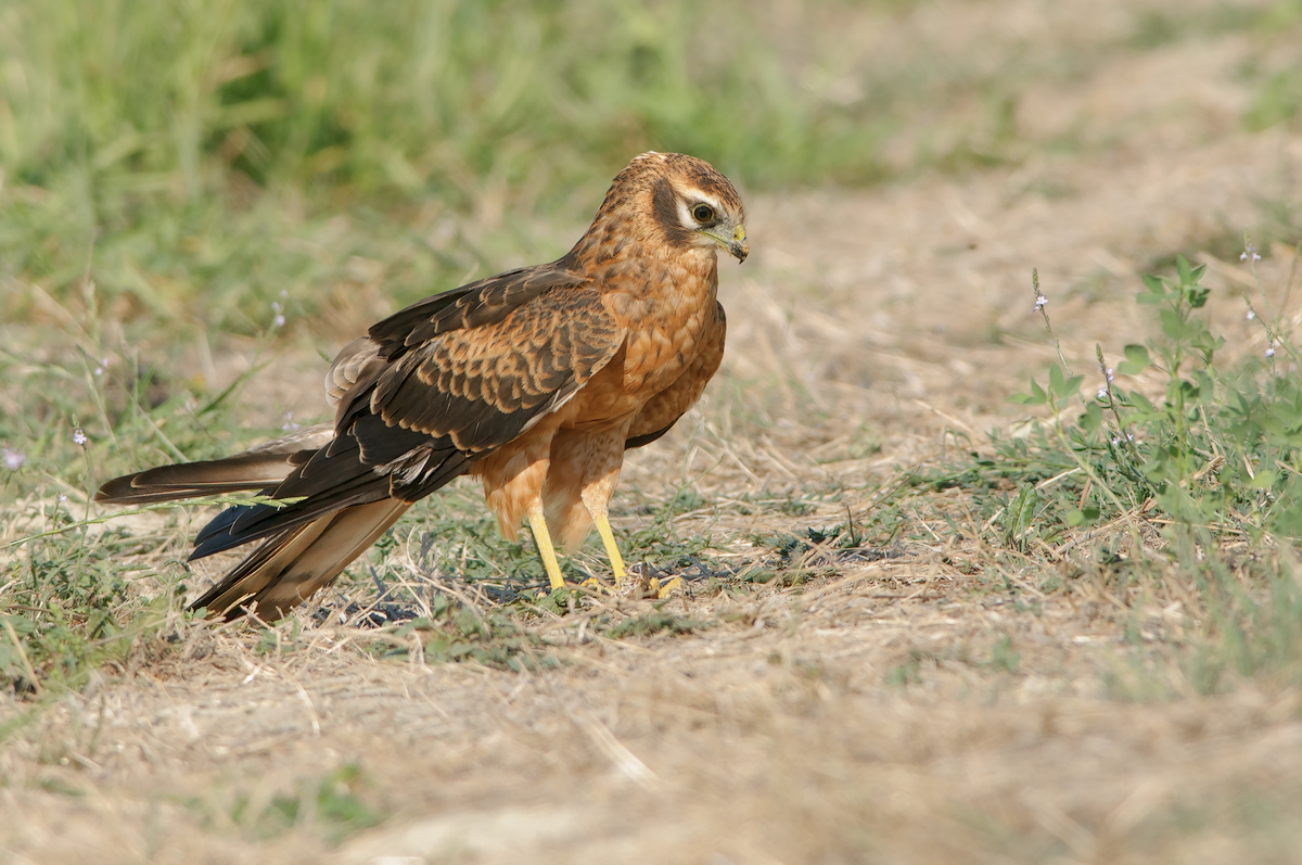 Albanella minore (Circus pygargus)