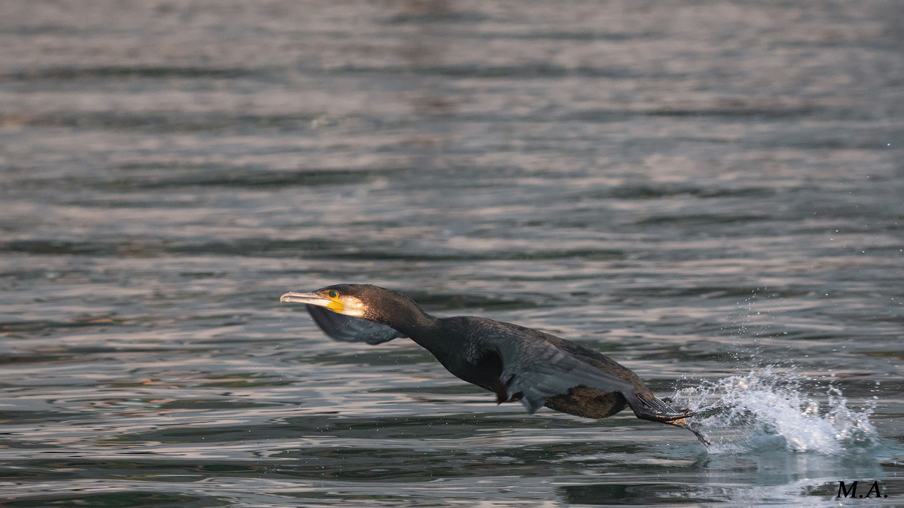 Cormorano in volo sull'acqua