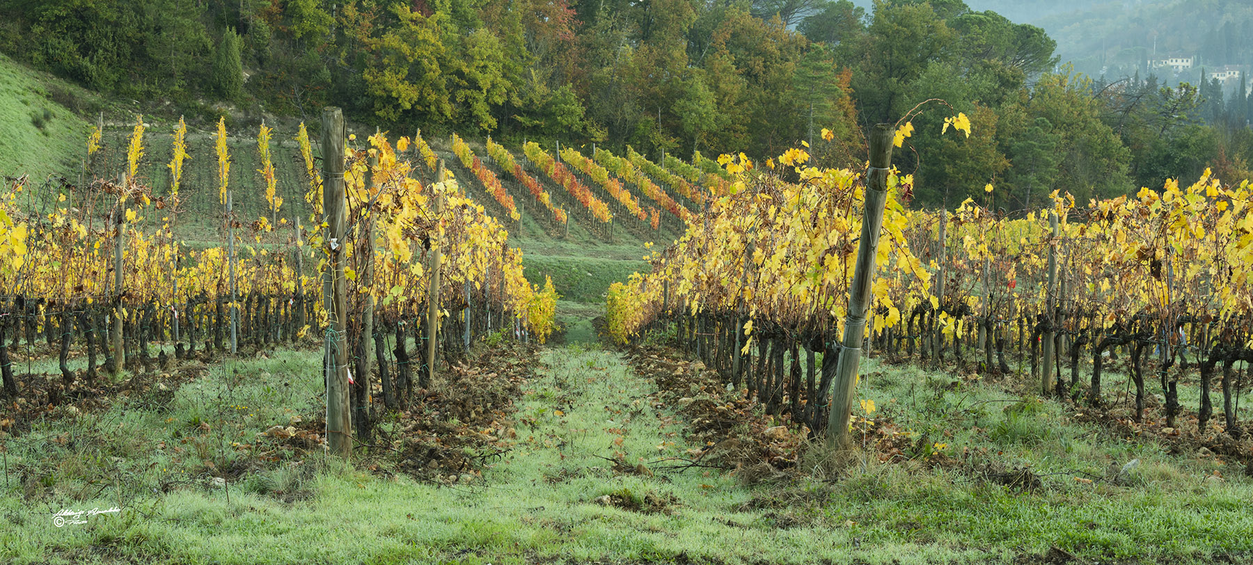 Vigneti toscani.