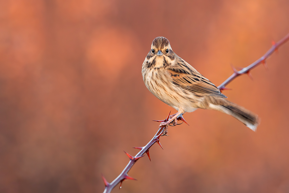 Migliarino di Palude