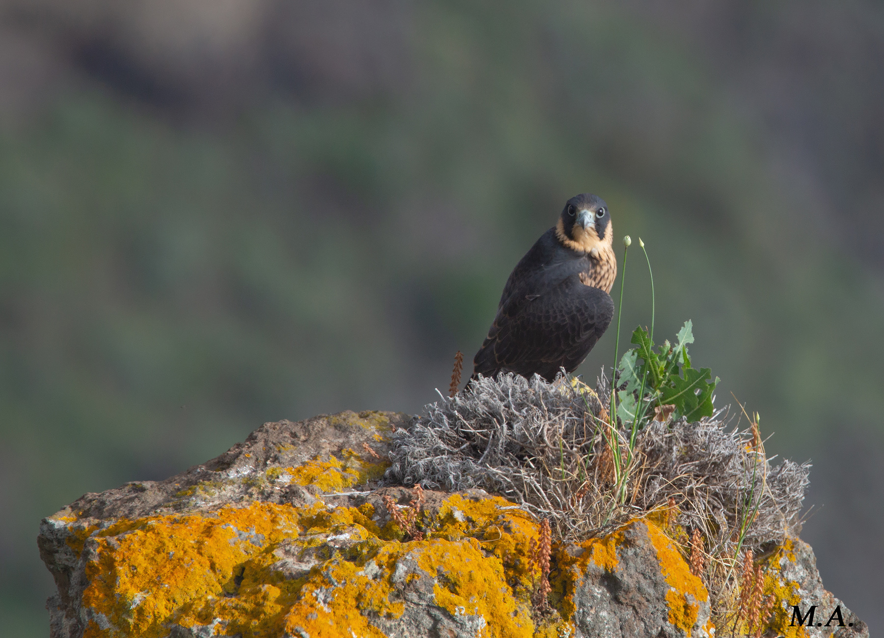 Pellegrino in camera