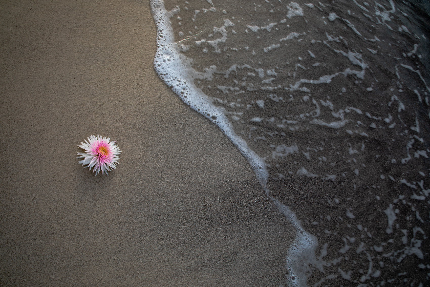 Il fiore e l'abbraccio del mare