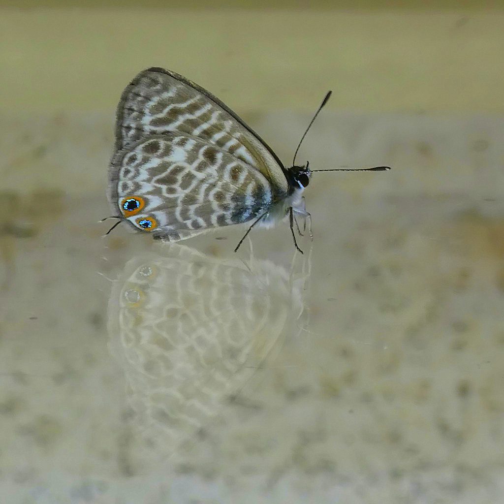 *** Farfalla a spasso con il suo fantasma ***