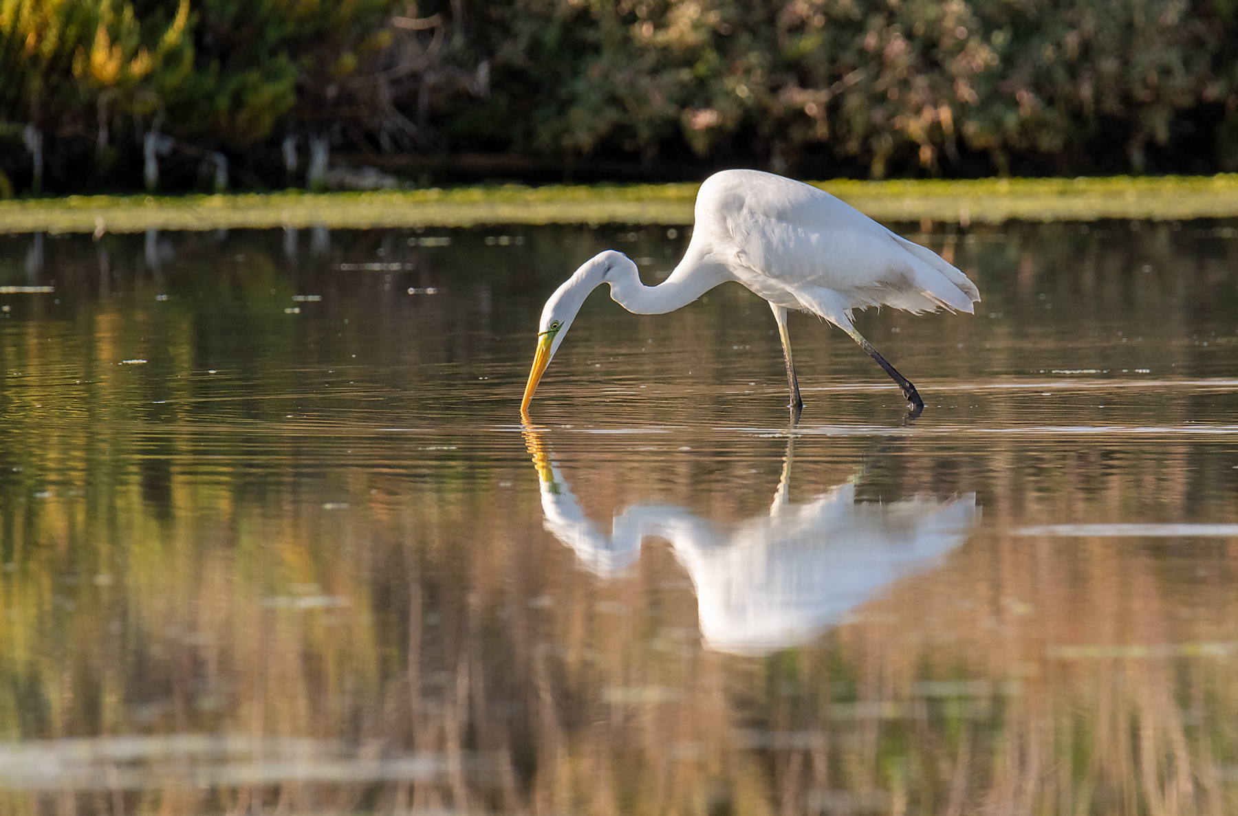 Airone bianco maggiore