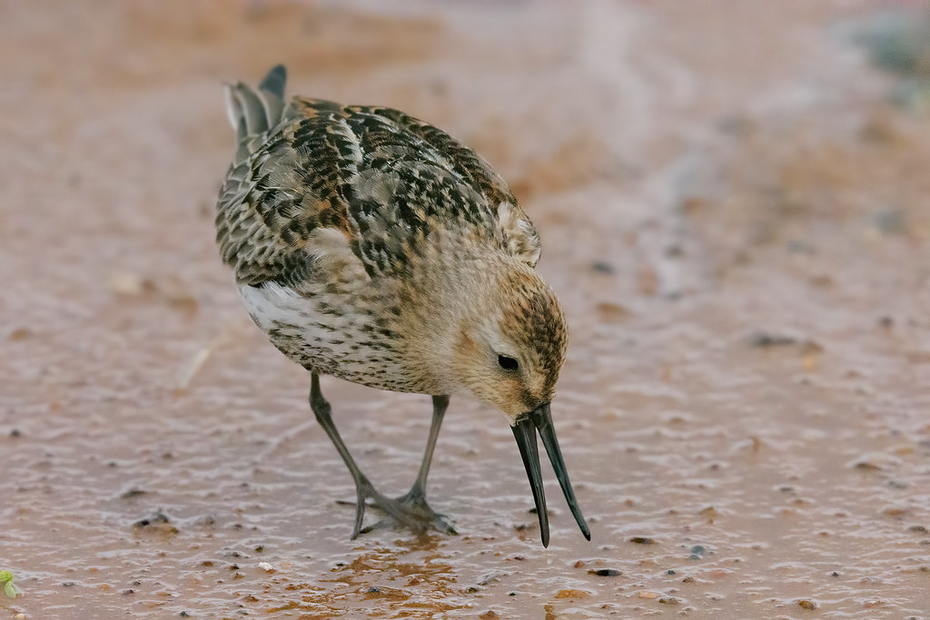 Piovanello pancianera