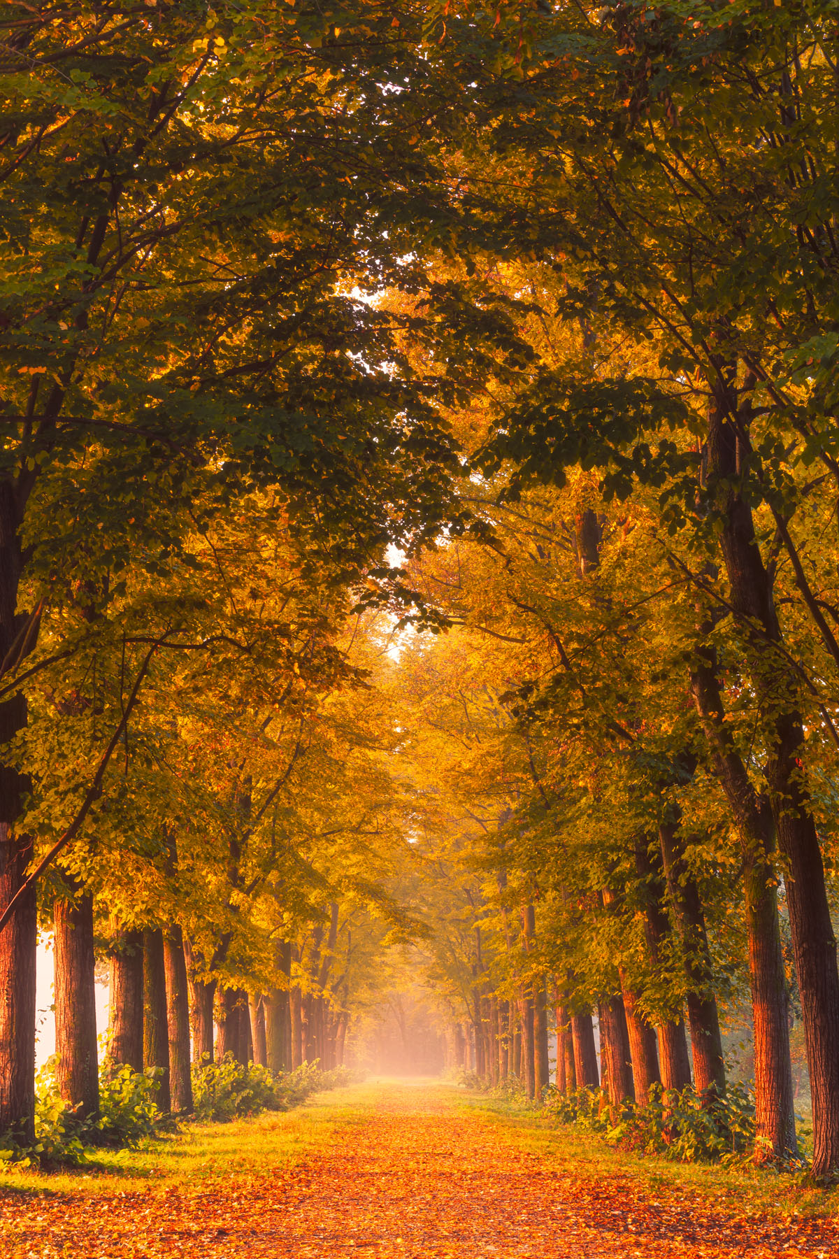 Autunno al Parco di Monza