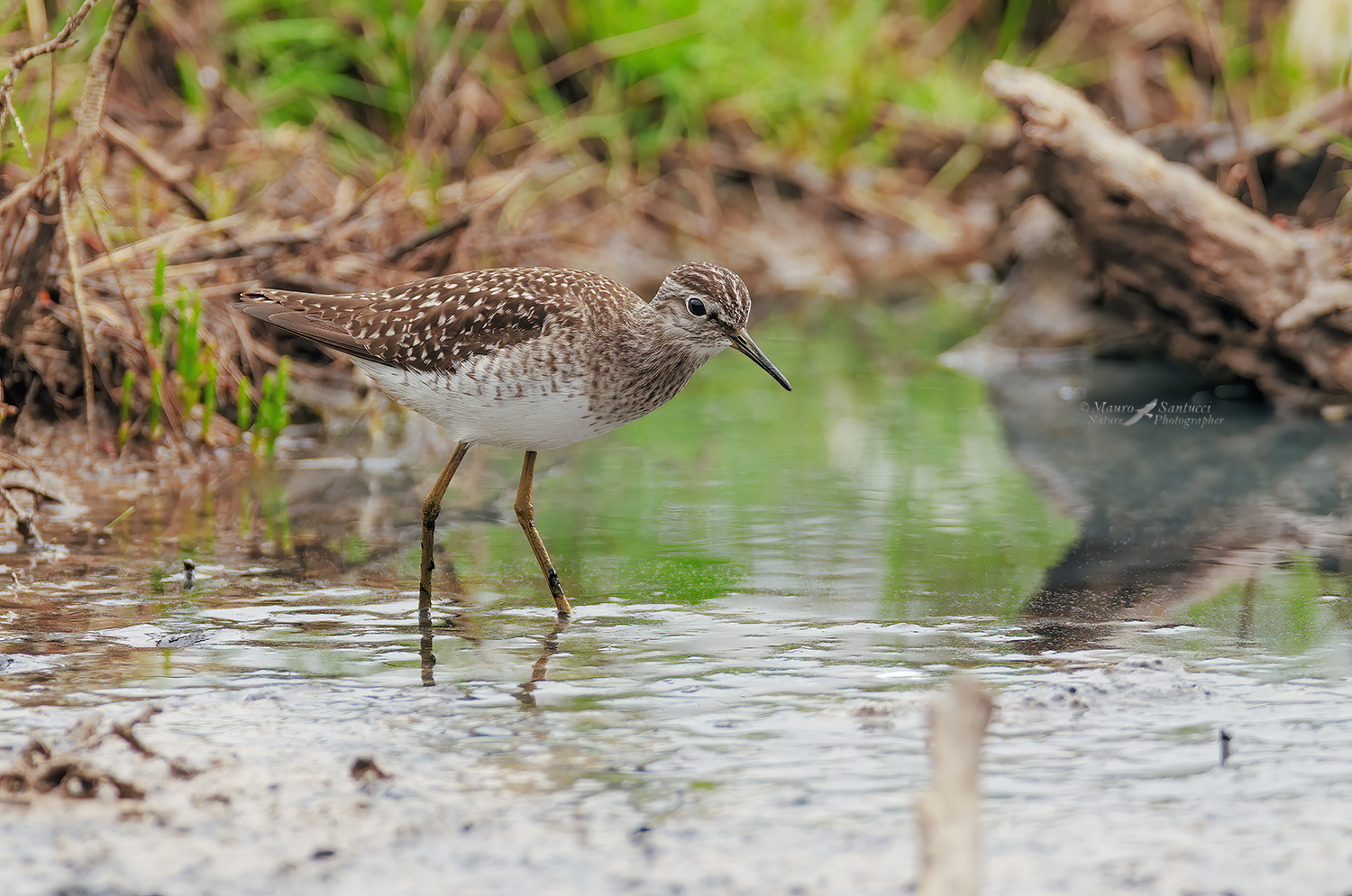 Piro-piro-boschereccio_DSC9804