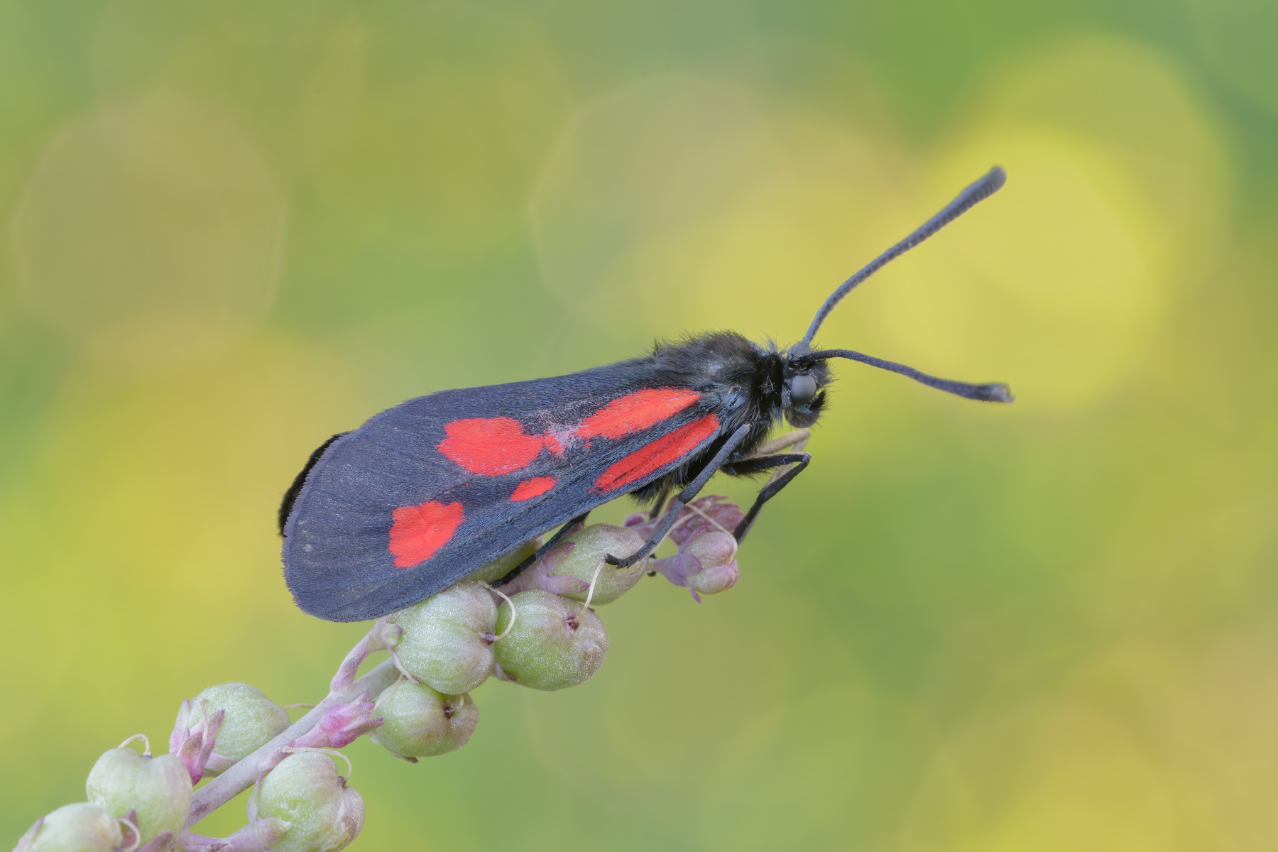 Zygaena romeo