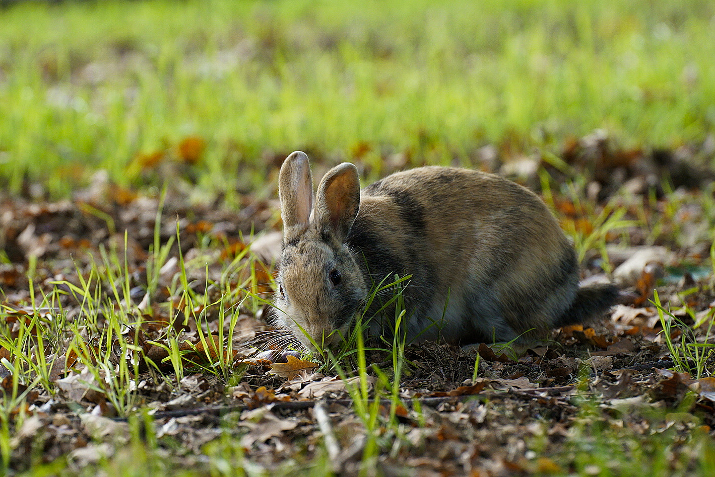 Urban rabbit_2