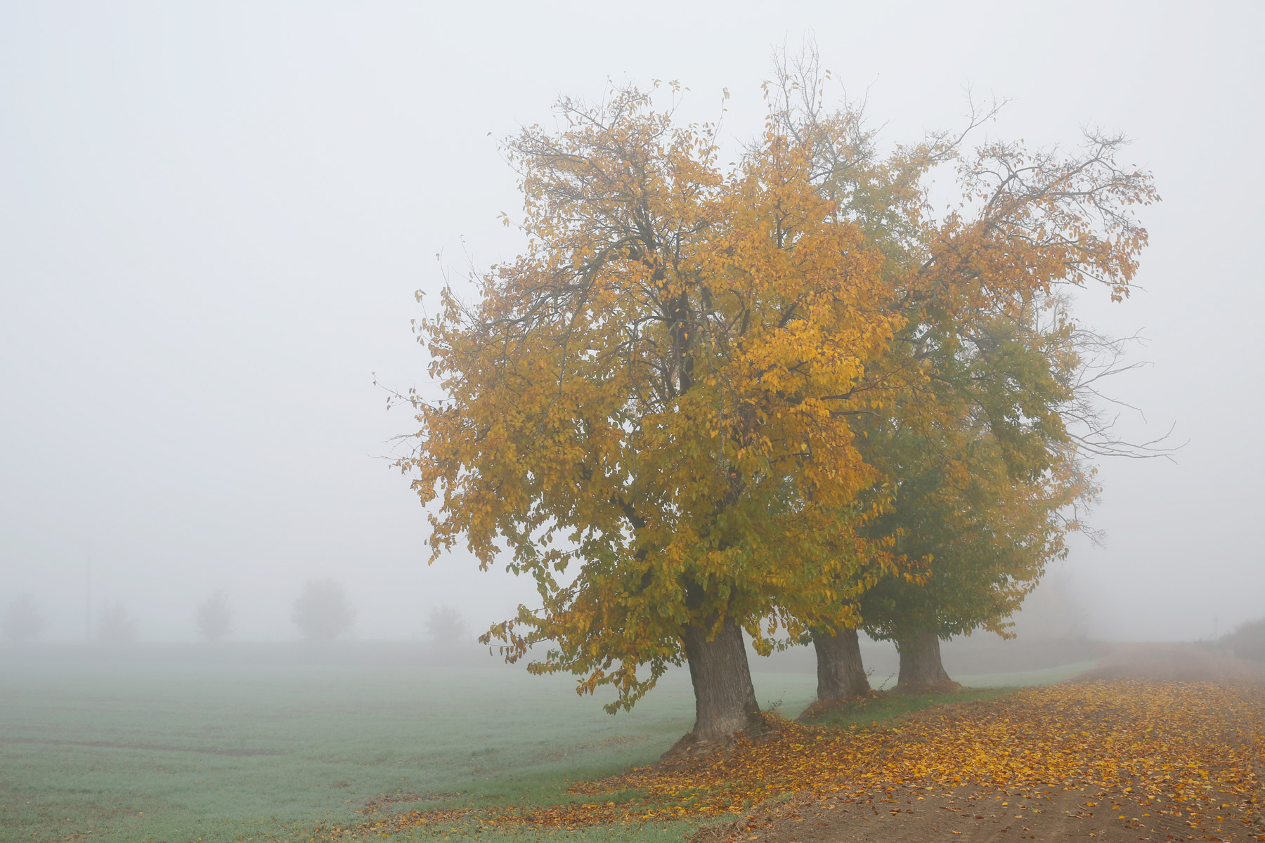 Primi giorni di nebbia nella Bassa Bolognese
