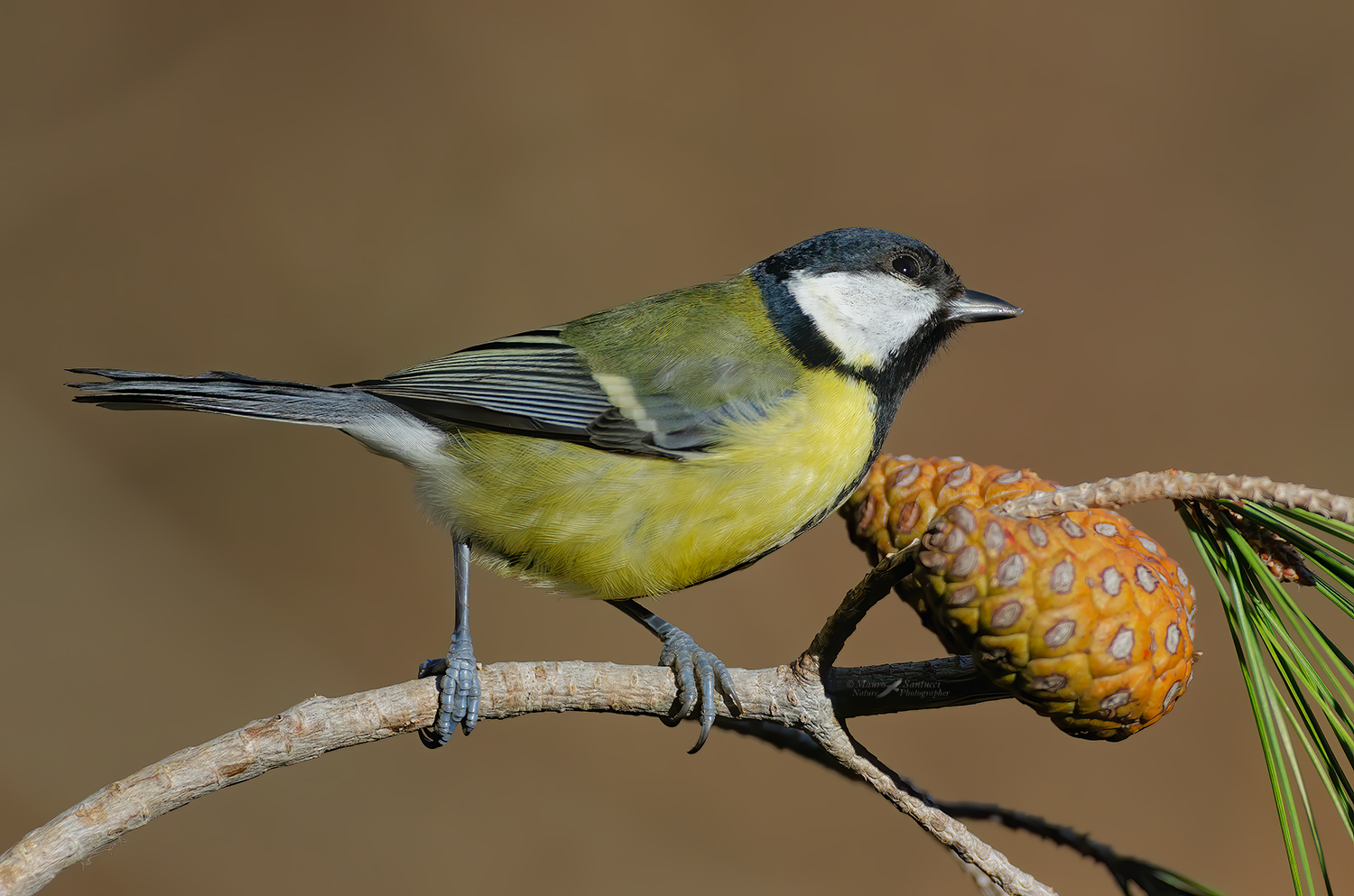 Cinciallegra_DSC8730