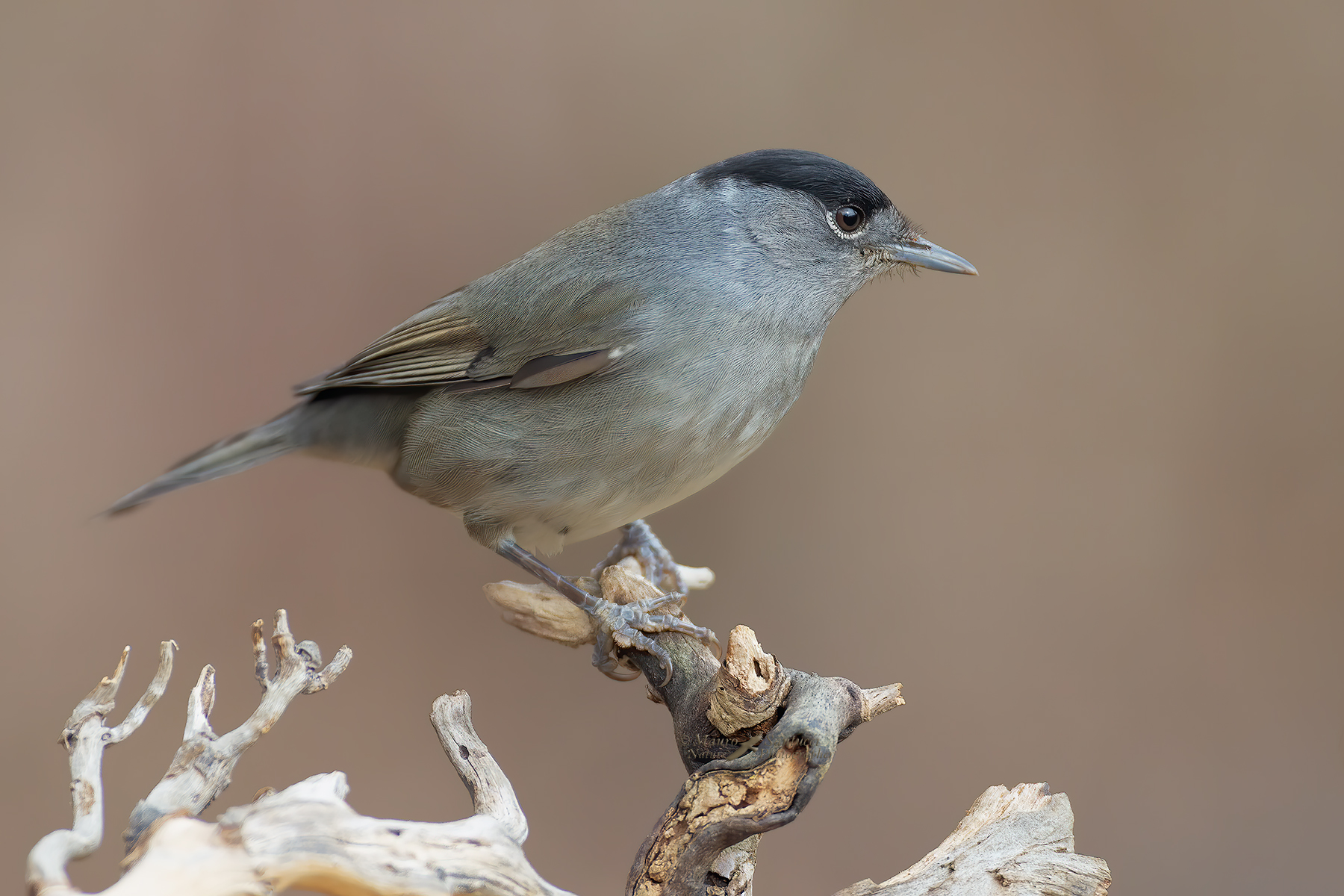Capinera-maschio_DSC6744