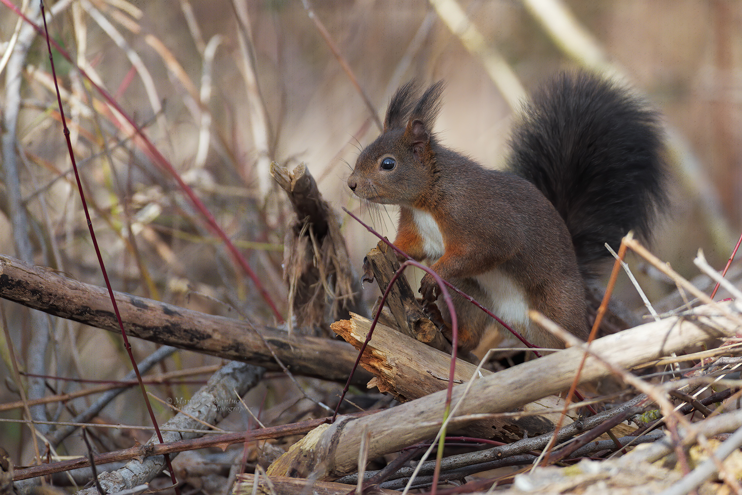 Scoiattolo_DSC4039