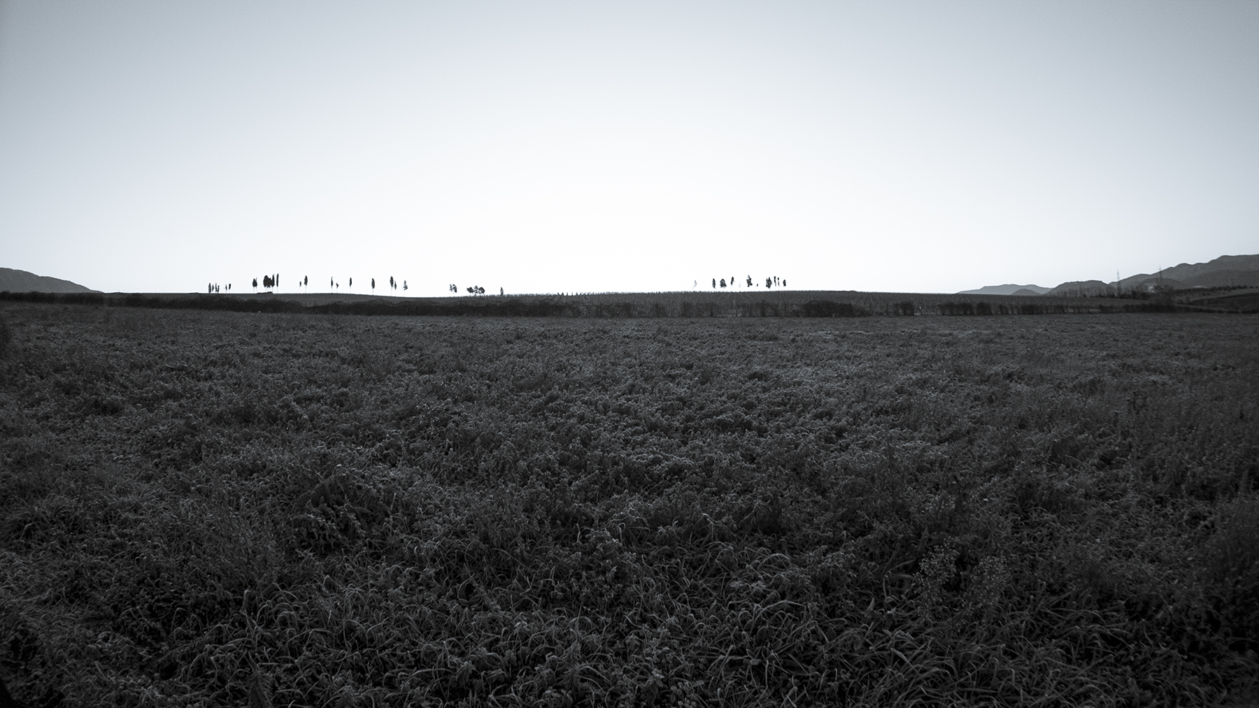 SelvaPaliano_Nov2020