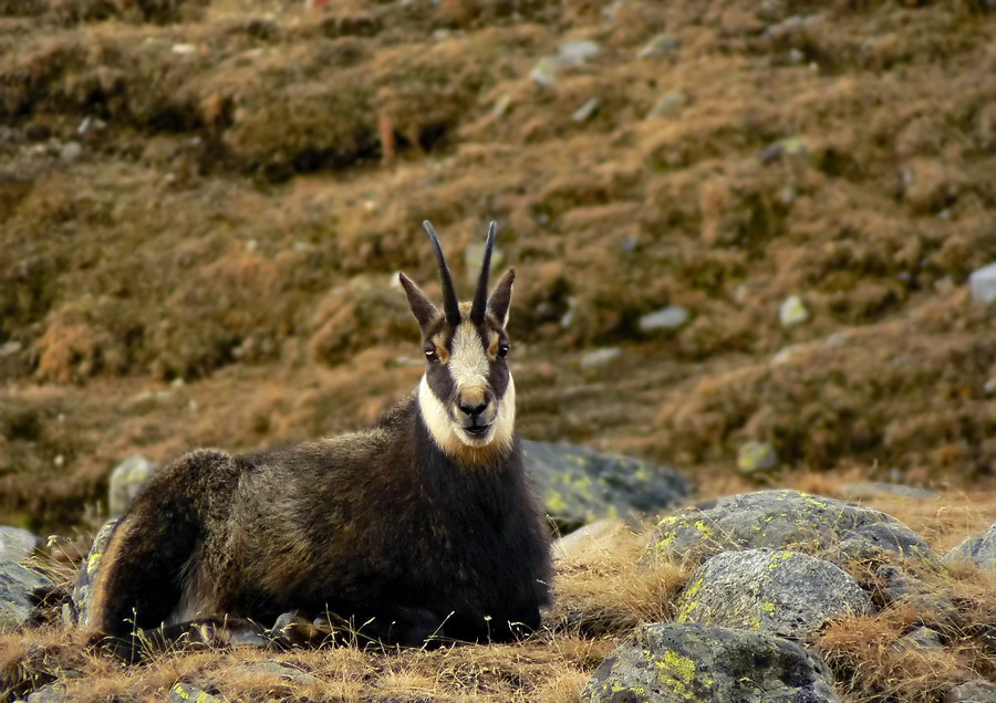 Un semplice camoscio