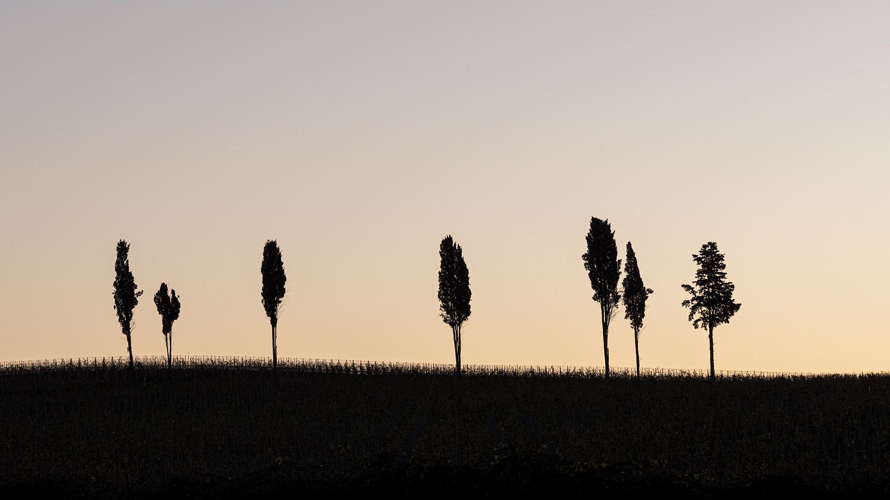 SelvaPaliano_Nov2020