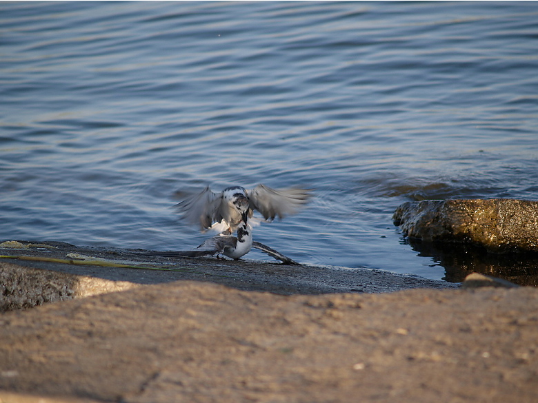 lotta o corteggiamento?