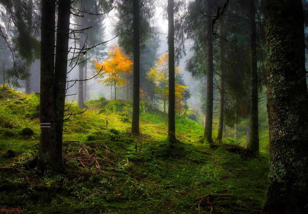 il cantico del bosco.....