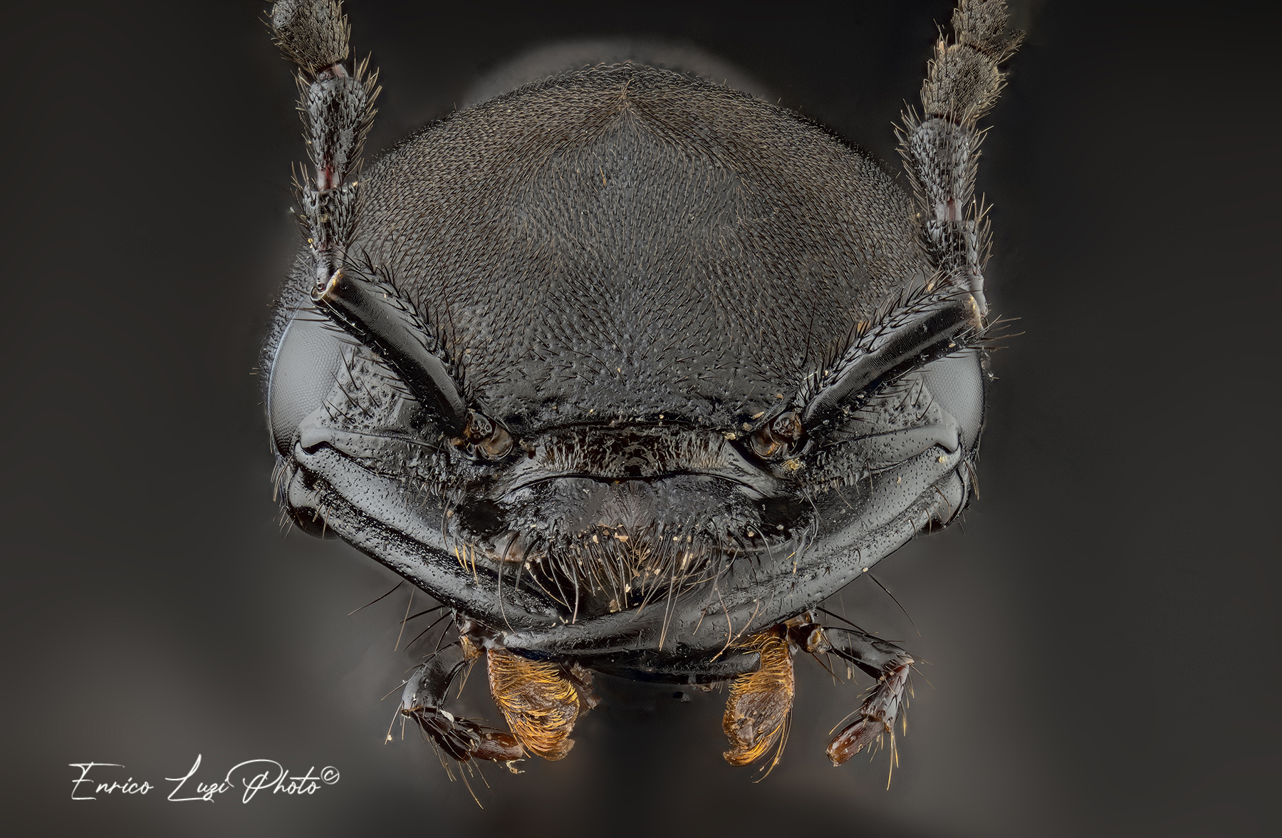 Ocypus olens - Cocchiere del Diavolo (O. Muller, 1764)